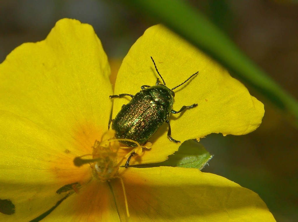 Cryptocephalus samniticus in Val Noci (GE)